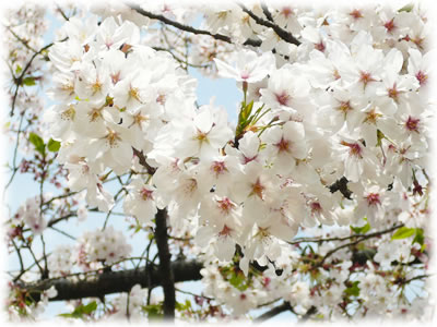 桜の木